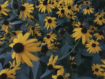 Close-up of yellow flowers