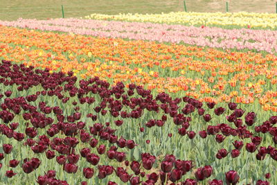 Red poppy flowers in field