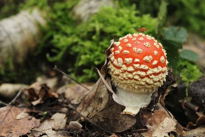 Close-up of fly agaric mushroom on field