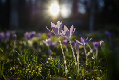 Close-up of purple crocus flowers on field