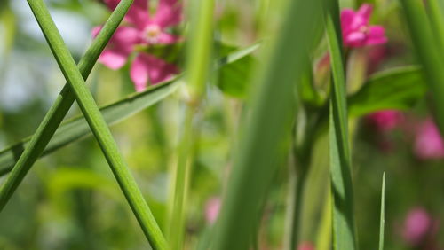 Close-up of pink flowers blooming outdoors