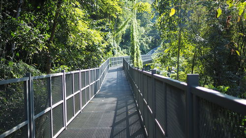 Footbridge amidst trees in forest