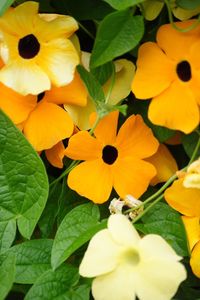 Close-up of yellow flowers blooming outdoors