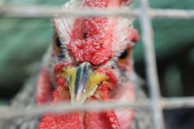 Close-up of red bird