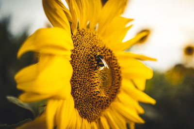 Close up of a bumblebee sitting on a sunflower