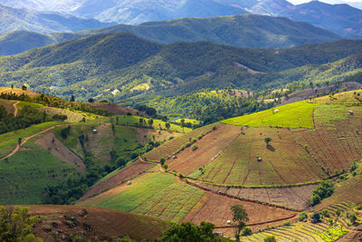 Scenic view of agricultural field