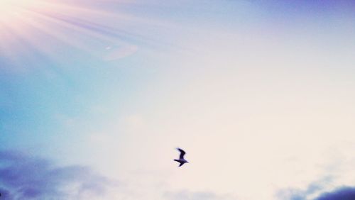 Low angle view of bird flying against sky