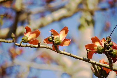 Close-up of pink flowering plant