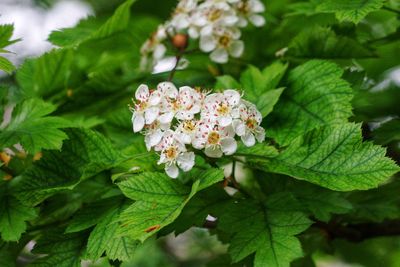 Close-up of white flowering plant