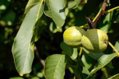 Close-up of walnut fruits growing on tree