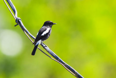 Close-up of bird perching on a plant