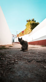 Surface level of cat sitting against the sky