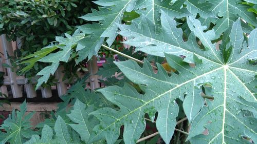 Plants growing on a tree