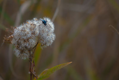 Close-up of fly