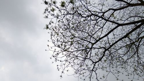 Low angle view of bird on tree against sky