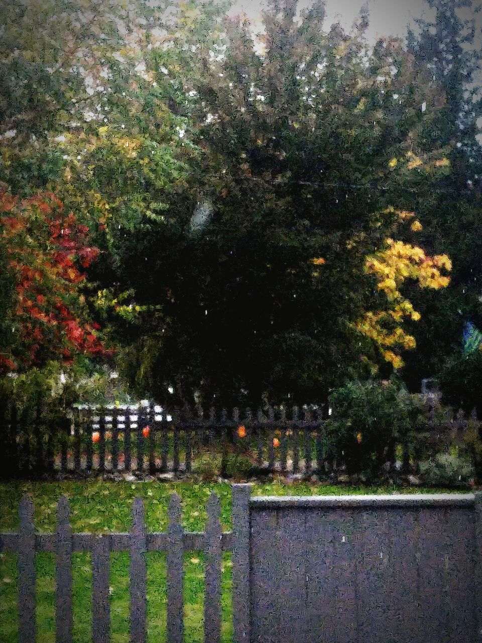 TREES AND PLANTS GROWING IN GARDEN