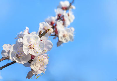 Close-up on plum trees in bloom on a bokeh background in the koishikawa botanical gardens of tokyo.