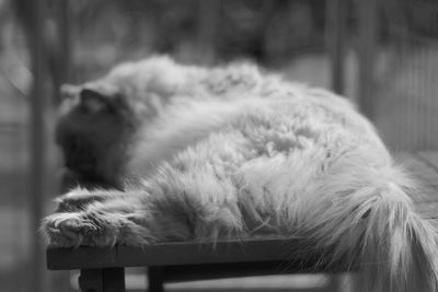 Close-up of dog sleeping