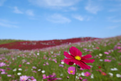Close-up of red flower blooming on field against sky