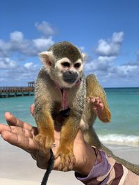 Cropped image of man holding monkey