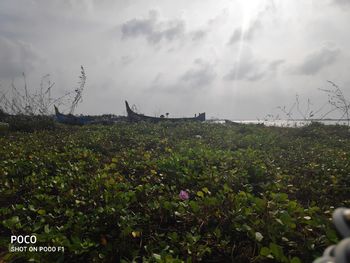 Scenic view of flowering plants on field against sky