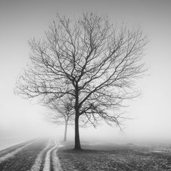 Tree on field against clear sky