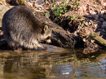View of drinking water from lake