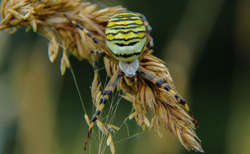 Close-up of spider on plant