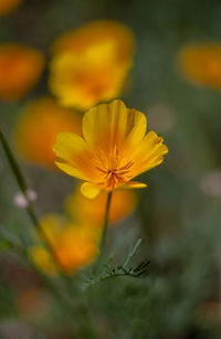 Close-up of yellow flowering plant