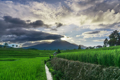 Panoramic indonesia view of green rice terraces and mountains when the morning shines