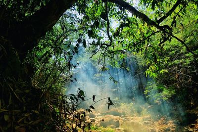 Low angle view of trees in forest