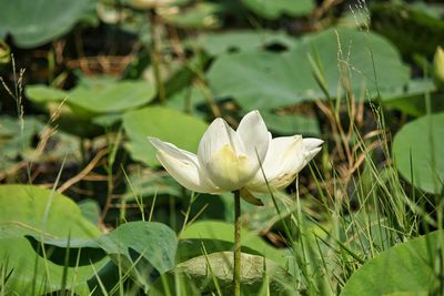 Close-up of white flowering plant