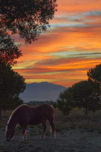 Silhouette horses on landscape against sky during sunset
