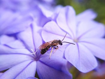 Close-up of bee pollinating on purple flower