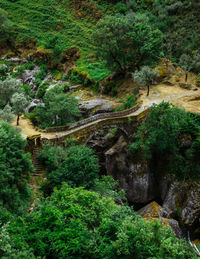 High angle view of trees growing in forest