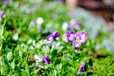 Close-up of purple flowering plants on field