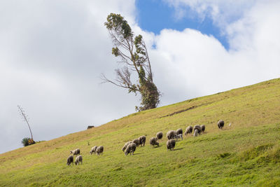 Horses in a field