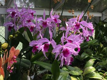 Close-up of purple flowers blooming outdoors