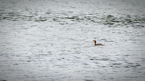 Swan swimming in lake