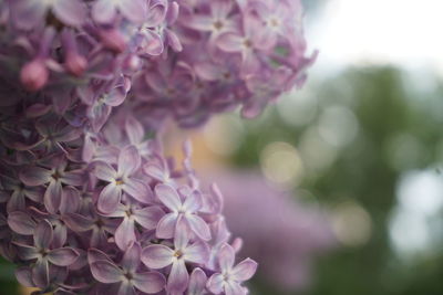 Close-up of pink flowering plant