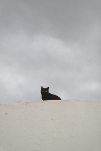 Low angle view of a cat on wall