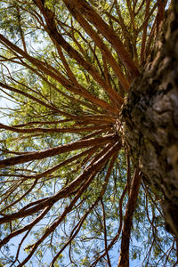 Low angle view of tree in forest