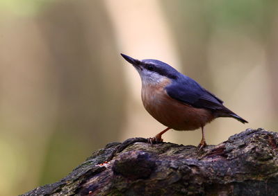 Nuthatch on tree