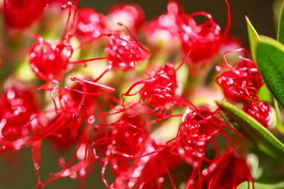 Close-up of red flowering plant