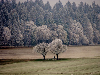 Trees on field