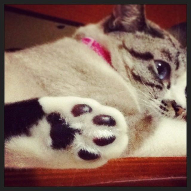 animal themes, domestic animals, pets, one animal, mammal, indoors, transfer print, animal head, close-up, auto post production filter, dog, looking at camera, portrait, animal body part, focus on foreground, vertebrate, home interior, relaxation, no people, zoology