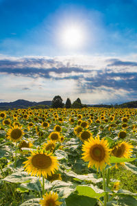 Sunflower field