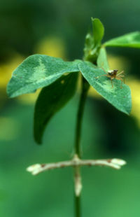 Close-up of insect on leaf