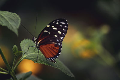 Butterfly on leaf