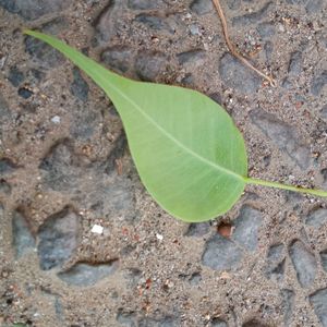 Close-up high angle view of leaf